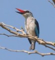 /album/photogallery/woodland-kingfisher-jpg/